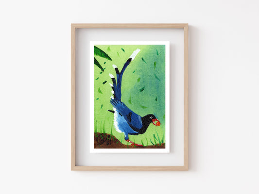 Blue Taiwan Magpie Art Print - 5x7